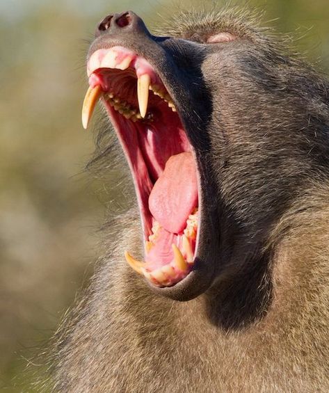 The bigger, the better on National Tooth Fairy Day 10 Animals, Teeth Pictures, Canine Tooth, Wild Animals Photography, Big Teeth, Human Teeth, Animal Teeth, Cat Species, Big Animals