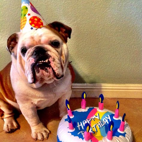 English Bulldog Bulldog Happy Birthday, Bulldog Birthday, English Bulldog Care, Puppy Friends, French Dogs, Bulldog Breeds, Bulldog Puppies For Sale, Cute Bulldogs, English Bulldog Puppies