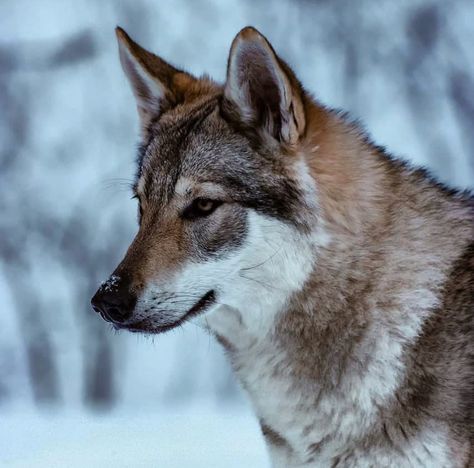 Wolf Head Photography, Wolf Head Reference, Wolf Side Profile, Wolf Side View, Wolf Reference, Wolf Poses, Vision Board Pics, Cutee Animals, Wolf Photography