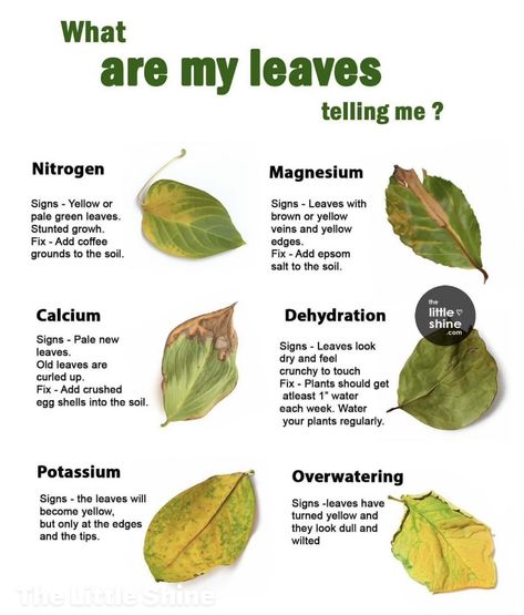 Things We Get From Plants Chart, Facts About Plants, Garden Remedies, Plant Care Houseplant, Vegetable Garden Planning, Plant Hacks, Plant Nutrients, Inside Plants, Plant Guide