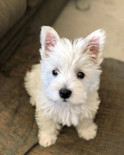 Westie Puppies, Westie Dogs, West Highland White, West Highland White Terrier, White Terrier, Too Cute, Le Point, Puppy Love, Cute Dogs