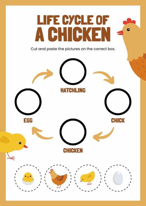 Life Cycle of A Chicken English Animal Worksheet Life Cycle Of A Chicken, Life Cycle Worksheet, English Cut, Worksheet Template, Cut And Paste, A Chicken, Life Cycle, Egg, Chicken