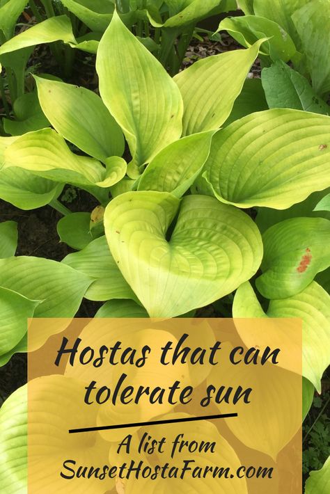 Sun Hostas, Perennials Low Maintenance, Hosta Care, Low Maintenance Perennials, Blooming Perennials, Hosta Varieties, Long Blooming Perennials, Hosta Gardens, Hosta Plants