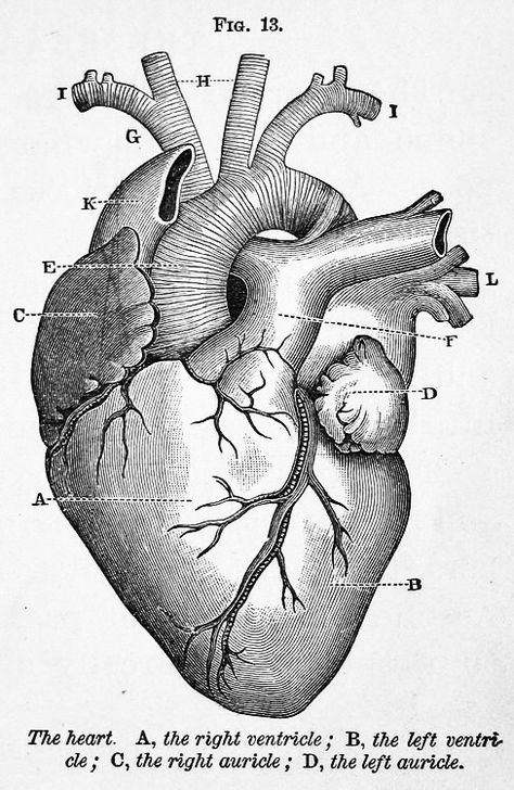 Anatomical Heart Illustration Medical, Vintage Doctor Illustration, Vintage Heart Illustration, Atomically Correct Heart, Anatomy Of A Heart, Vintage Anatomy Illustration, Organs Art, Anatomy Illustration Art, Heart Anatomy Drawing