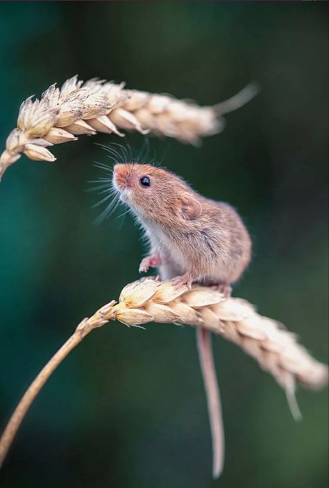 Mouse Looking Up, Harvest Mice, Regard Animal, Animal Photography Wildlife, Harvest Mouse, Paintings Prints, Rodents, Animal Photo, Nature Animals