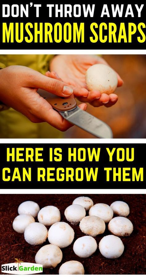 How To Grow Mushrooms, Gemüseanbau In Kübeln, Regrow Vegetables, Grow Mushrooms, Growing Mushrooms At Home, Mushroom Cultivation, Garden Mushrooms, Vegetable Garden Diy, Growing Veggies