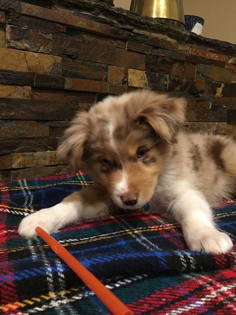 Pics of my adorable Red Merle Mini Aussie named Chisum. Australia Shepherd, Red Merle Aussie, Felix Argyle, Miniature Australian Shepherd Puppies, Aussie Puppy, Miniature Puppies, Preppy Dog, Very Cute Puppies, Aussie Puppies