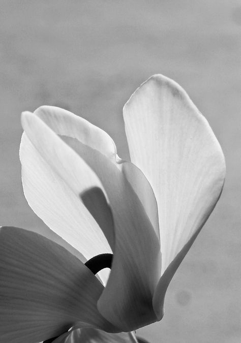 Minimalist photograph of a cyclamen flower in black and white. Cyclamen Drawing, Non Cyclic Photophosphorylation, Cyclamen Illustration, Cyclamen Flower Aesthetic, White Cyclamen, Cyclamen Persicum, Black And White Photos, Garden Images, White Photos