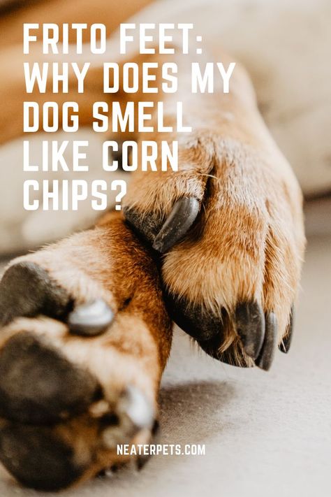 Frito Feet: Why Does My Dog Smell Like Corn Chips? Frito Feet Dog Paws, Stinky Dog Paw Remedy, Paw Care For Dogs, Dogs Feet Smell Like Fritos, Dog Smells Like Corn Chips, Dog Paws Smell Like Fritos, Dog Paw Cleaner Diy, Cleaning Dog Paws, Yeasty Dog Paws