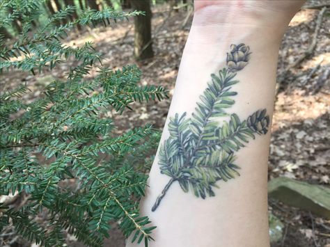 Eastern Hemlock tattoo by Dia Moeller Eastern Hemlock Tattoo, Hemlock Branch Tattoo, Hemlock Tattoo, Thomas Tattoo, Pinecone Tattoo, Eastern Hemlock, Veil Embroidery, Western Hemlock, Winter Tattoo