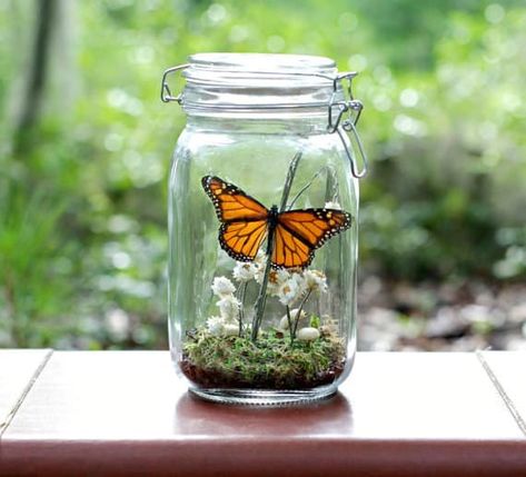 BUTTERFLY AND INSECT TERRARIUM KITS Insect Terrarium, Butterfly Terrarium, Butterfly Cottage, Insect Specimen, Butterfly Centerpieces, Desk At Work, Unicorn Ornaments, Jar Centerpieces, French Word