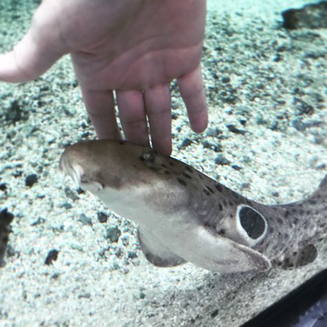 Epaulette Shark, Silly Sharks, Ocean Stuff, Tennessee Aquarium, Shark Conservation, Shark Bait, Bull Shark, Very Cute Dogs, Cute Shark