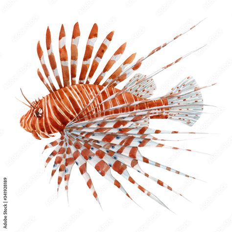 Beautiful stock illustration with watercolor hand drawn lion fish. Stock Illustration Lion Fish Art, Lionfish Aesthetic, Lionfish Illustration, Lion Fish Drawing, Gouache Ideas, Fish Sketch, Drawn Fish, Fish Stock, Lion Fish