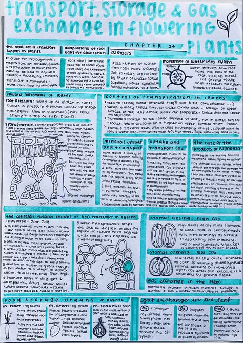 #biology #neatnotes #transport #structure #gasexchange #floweringplants #studynotes #neathandwriting Transport In Plants Notes, Plant Physiology Notes, Transport In Plants Biology Notes, Active Transport Biology Notes, Biological Molecules, Note Aesthetic, Active Learning Strategies, Gas Exchange, Bio Notes