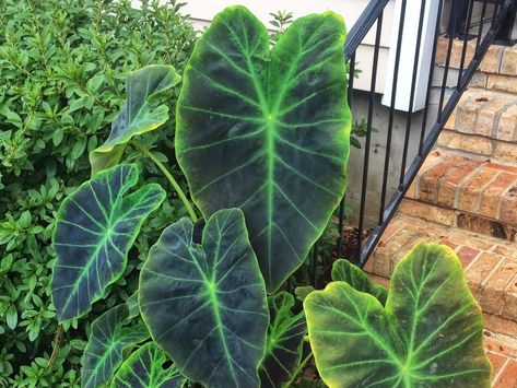 An Illustrious Ending to a Pretty Awful Summer Outdoor Tropical Plants, Elephant Ear Plants, Mandevilla Vine, Colocasia Esculenta, Shade Gardening, Elephant Ear Plant, Creeping Jenny, House Updates, Best Plants