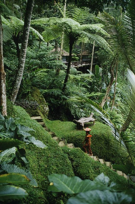 Lush Green Forest, Voyage Bali, Bali Resort, Green Forest, Padang, Bali Travel, Lombok, Tropical Garden, Ubud