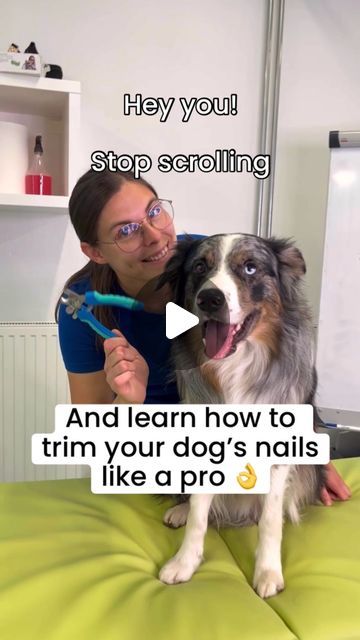 Trim Dogs Nails How To, Trimming Dog Nails At Home, Clipping Dog Nails, Cut Dog Nails, Dogs Nails, Trimming Dog Nails, Chicken Keeping, Angry Dog, Dog Advice