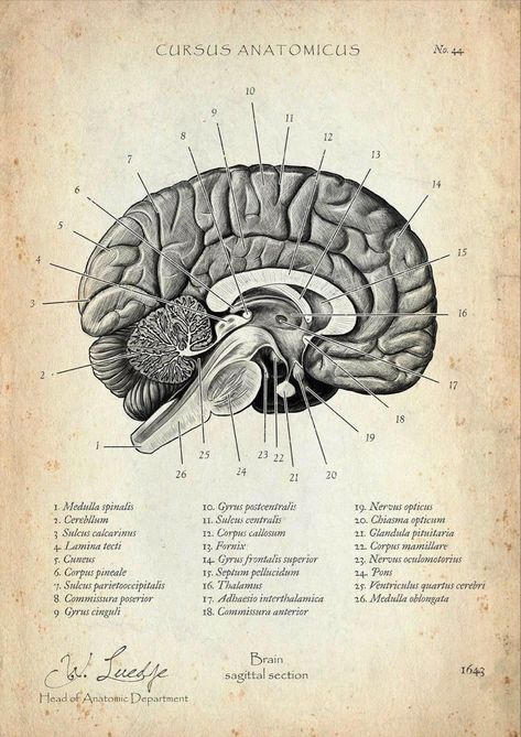 Vintage Medical Art, Brain Poster, Biology Poster, Medical Drawings, Medical Posters, Brain Anatomy, Human Anatomy Art, Medical Anatomy, Vintage Medical