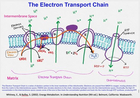 Paramedic School, Electron Transport Chain, Age Of Extinction, New Template, The Emperor's New Groove, Concept Map, Emperors New Groove, Painting Demo, Diagram Design