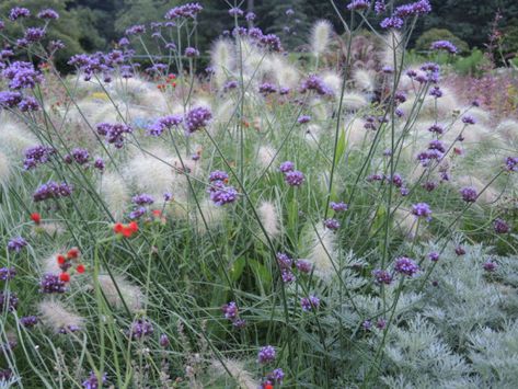 Ammi Majus, Rose Like Flowers, Verbena Bonariensis, Naturalistic Garden, Shade Grass, Kingdom Plantae, Japanese Forest, Garden Diary, Learn To Live