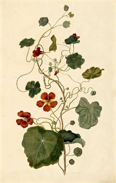 Nasturtium | Moninckx atlas, Moninckx, J., vol. 1: t. 2,  (1682) Tropaeolum Majus, Botanical Tattoo, Scientific Illustration, Amsterdam Netherlands, Plant Illustration, Botanical Drawings, Plant Art, Botanical Flowers, Vintage Botanical