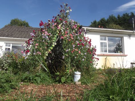 sweetpea covering a willow teepee frame ..great fun to build and watch it grow ! Willow Teepee, Sweet Pea Teepee, Pea Teepee, Garden Improvement, Kids Garden, Children's Garden, Teepee Kids, Sweet Peas, Fairy Godmother