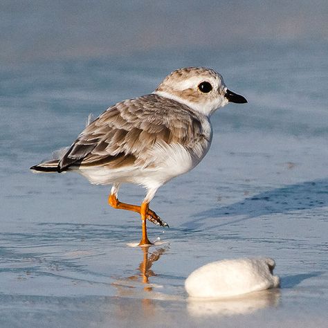 Piping Plover Art, Piping Plover Tattoo, Piper Bird, Shore Bird Art, Ocean Birds, Sand Piper, Piping Plover, Artist Block, Bird Watercolor Art