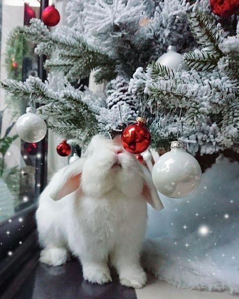 Pet Christmas Pictures, Christmas Bunnies, Winter Bunny, Cutest Bunny Ever, Christmas Rabbit, Xmas Drawing, Rabbit Christmas, Bunny Christmas, Animal Photoshoot