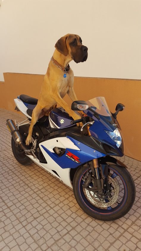 Dog On Motorcycle, Draw Pose, Pet Advertising, Akita Dog, Love My Dog, Riding Gear, Profile Pic, Best Anime Shows, My Dog