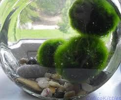 All sized Marimo Moss Balls by Naturalistics on Etsy Moss Ball Aquarium, Marimo Moss Ball Terrarium, Big Indoor Plants, Easy Indoor Plants, Marimo Moss, Marimo Moss Ball, Indoor Water Garden, Moss Ball, Nano Aquarium