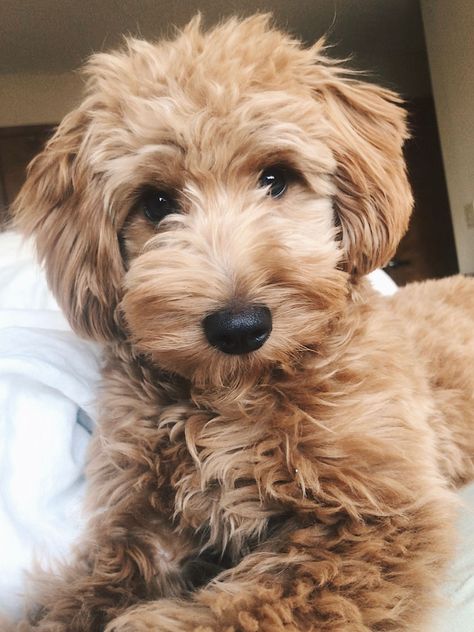 What To Tell Your Groomer To Get That Perfect Doodle Haircut Labradoodle Haircut, Labradoodle Grooming, Goldendoodle Haircuts, Goldendoodle Grooming, Puppy Haircut, Mini Goldendoodle Puppies, Puppy Grooming, Puppy Cut, Dog White