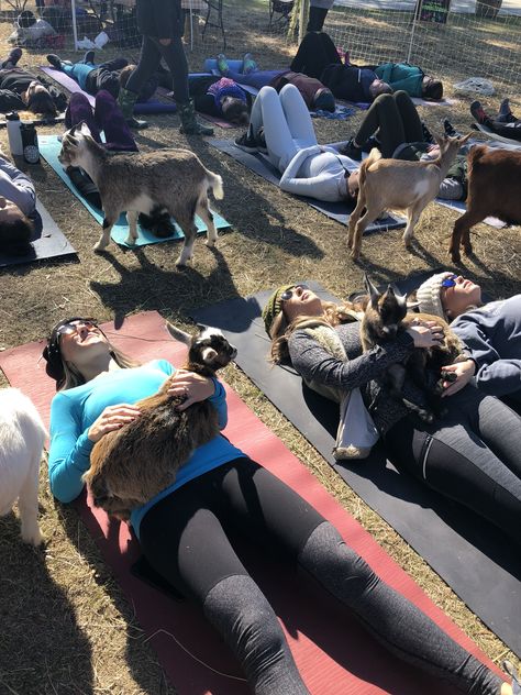 FunWithGoats.com Goat Yoga Goat Yoga Aesthetic, Yoga With Goats, 2024 Plan, Mountain Trip, Goat Yoga, Yoga Aesthetic, Goat Farm, Goat Farming, Mountain Travel