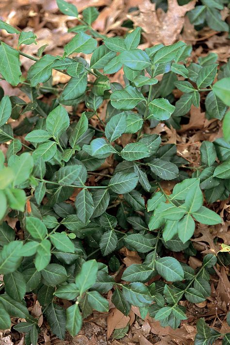 Winter Creeper Ground Cover, Winter Creeper Shrub, Winter Creeper, Euonymus Fortunei, Broadleaf Evergreen, Ground Covers, Perennial Flowers, Flowering Vines, Flowers Perennials