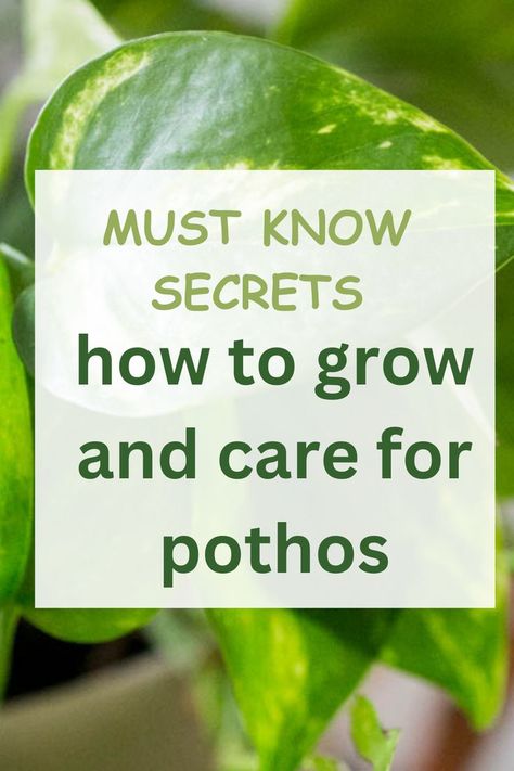 pothos plant in a pot Pothos Plant Care, Pothos Plants, Low Maintenance Indoor Plants, Easy Indoor Plants, Plant Hacks, Pothos Plant, Growing Plants Indoors, Best Indoor Plants, Houseplants Indoor