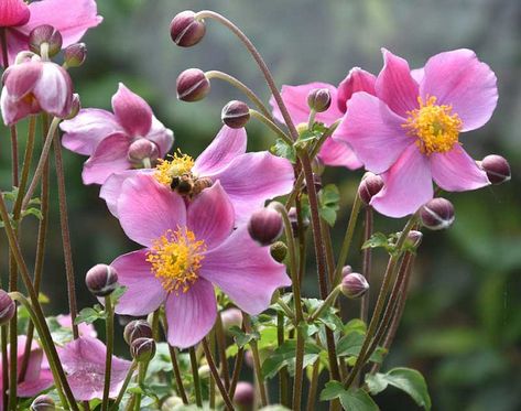 Anemone hupehensis 'Praecox' (Japanese Anemone) Anemone Hupehensis, Cranesbill Geranium, Long Blooming Perennials, Japanese Anemone, Anemone Flower, Spring Bulbs, Herbaceous Perennials, Flowering Plants, Plant Combinations