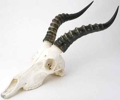 Skulls! Gazelle Skull, Antelope Skull, Sambar Deer, Musk Ox, Water Buffalo, Animal Bones, I Am Sorry, Animal Skulls, Skull And Bones