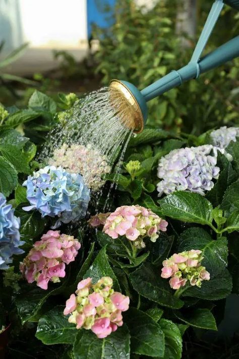 How to Water Hydrangea? The Ultimate Guide to Healthy Blooms How To Water Hydrangeas, Watering Hydrangeas, Lace Cap Hydrangea, Large Hydrangea, Hydrangea Varieties, Panicle Hydrangea, Oakleaf Hydrangea, Planting Hydrangeas, Gardening 101