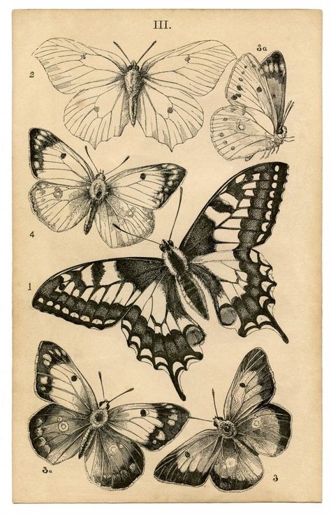 Borboleta Tattoo, Studio At Home, Diy Photo Book, Insect Tattoo, Ankle Bracelets Diy, Y2k Posters, Old Paper Background, Gothic Wallpaper, Butterfly Drawing