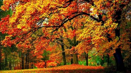 Early autumn - Forests Wallpaper ID 1838637 - Desktop Nexus Nature Yamanashi, Virtual Field Trips, Decoration Photo, Canvas Photo Prints, Autumn Scenery, Printed Backdrops, Gold Wallpaper, Forest Landscape, Autumn Forest