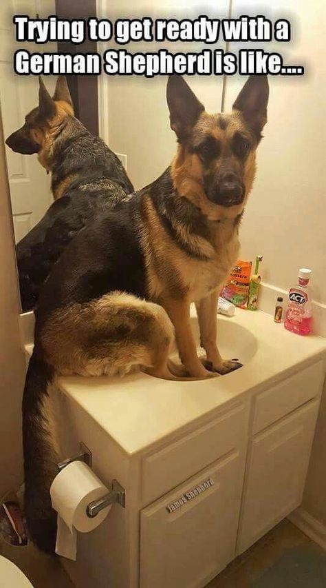 25 Goofy Memes Of German Shepherds That Will Make You Laugh All Day German Shepherd Memes, German Shepherd Funny, Funny German Shepherd, Cutest Animals, Shepherd Dogs, Memes Humor, Shepherd Puppies, Funny Animal Memes, German Shepherd Puppies