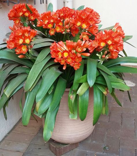 Clivia in a pot Clivia Plant, Potted Plants, Plants