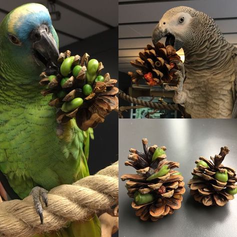 Parrot Enrichment Ideas, Fox Enrichment Ideas, Homemade Bird Toys Parrots, Bird Enrichment Ideas, Foraging Toys For Birds, Cockatiel Enrichment, Macaw Enrichment, Parrot Foraging, Bird Enrichment