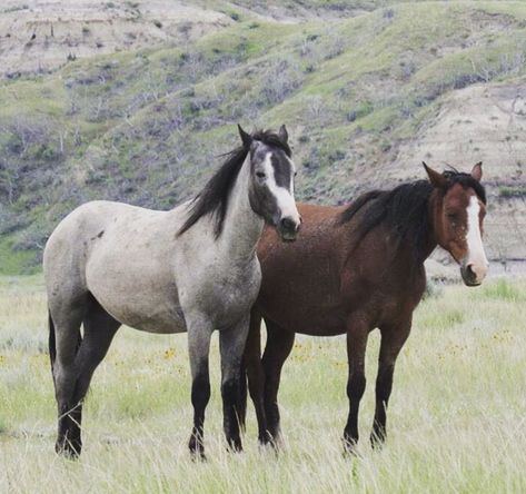 Mustang Horses Photography, Mustang Horses, Tattoos Celebrities, Wild Horse Pictures, Animals Tattoos, Wild Horses Mustangs, Design Humor, Horses Photography, Horse Markings