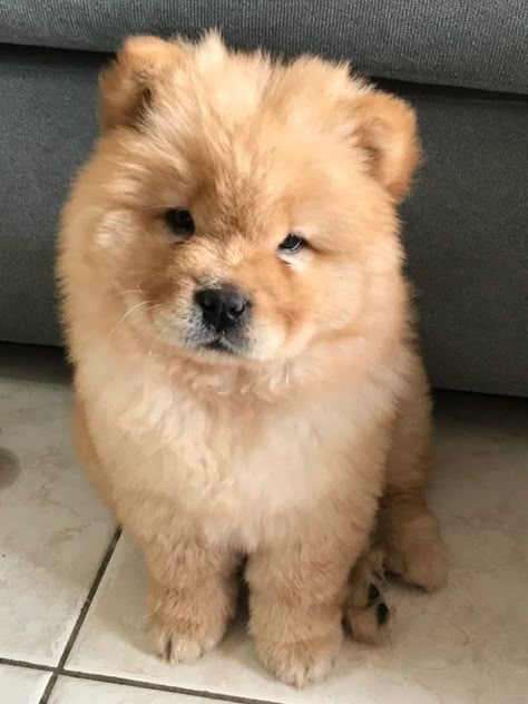 Chao Chao Dog, Chow Puppy, Cute Doggos, Chow Chow Puppy, Chow Chow Dogs, Dog Mommy, Cute Dogs Images