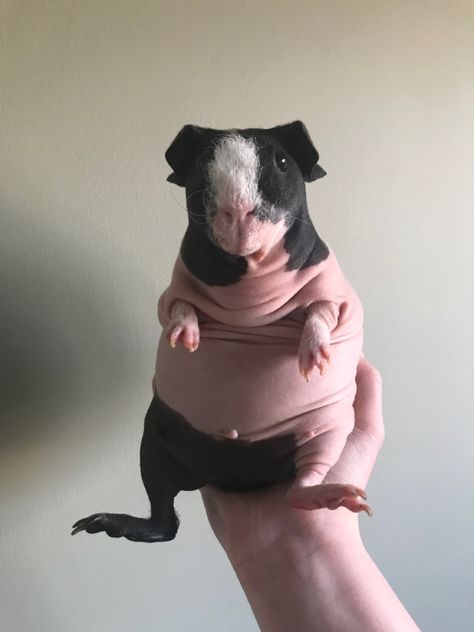 Silly Guinea Pigs, Long Haired Guinea Pigs, Ginnie Pigs, Hairless Guinea Pigs, Pig Pics, Guinea Pigs Funny, Wild Animals Pictures, Cute Guinea Pigs, Cute Small Animals