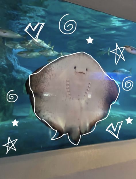 Aesthetic Sea Creatures, Ocean Animals Aesthetic, Cute Aquatic Animals, Ocean Aesthetic Animals, Ocean Aesthetic Manta Ray, Blue Ocean Animals Aesthetic, Cool Sea Creatures, Sea Creatures Drawing, Shark Pictures