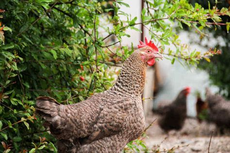 Best Vines To Plant On Your Chicken Run | Once Upon A Chicken Chicken Resistant Plants, Plants Chickens Like To Eat, Plants For Chickens, Muscadine Vine, Watermelon Vines, Black Eyed Susan Vine, Fast Growing Vines, Espalier Fruit Trees, Ti Plant