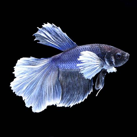 Elephant Ear Betta Fish, Tropical Fish Aquarium, Brine Shrimp, Aquarium Landscape, Freshwater Aquarium Fish, Home Aquarium, Aquatic Life, Fish Aquarium, Elephant Ears