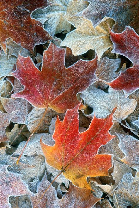 First Frost .... Leaves On The Ground, Foto Macro, Airbrush Art, Seasons Of The Year, Autumn Beauty, Maple Leaves, Yellow Leaves, Fall Pictures, Jolie Photo