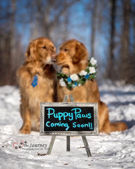 Arte Dachshund, Puppies Cutest, Puppy Announcement, Dogs Barking, Dog Pregnancy Announcement, Puppy Litter, Puppy Photography, Pregnant Dog, Dog Photoshoot